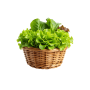 Lettuce